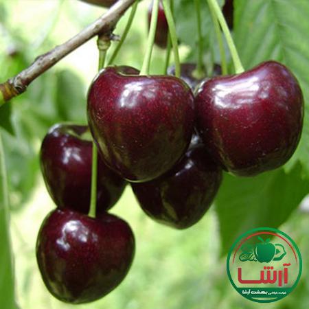 بازار فروش گیلاس سیاه درجه یک