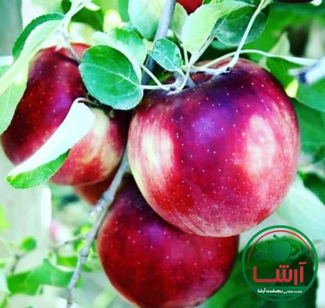 چند نکته مهم برای انتخاب سیب ایده ال