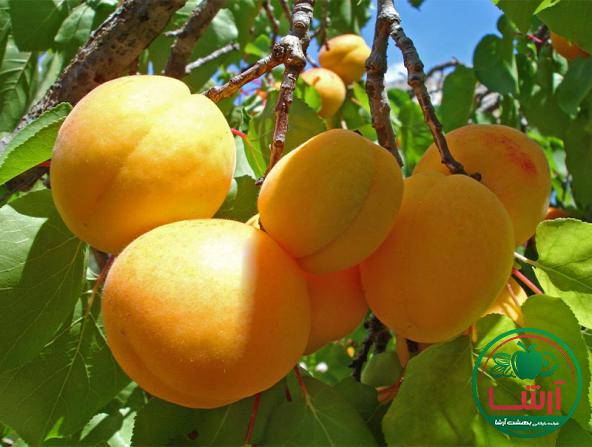 راهنمای انتخاب زردآلو مرغوب