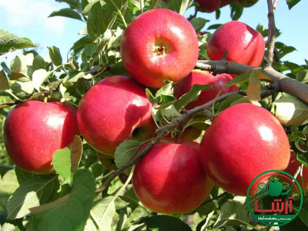 بررسی کربوهیدرات موجود در سیب