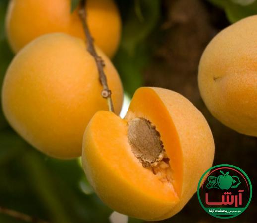 زردآلو رسیده ارزان چه ویژگی هایی دارد