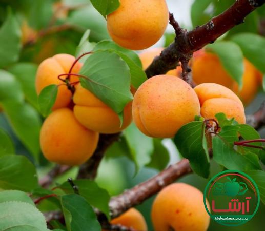 همه چیز درباره زردآلو سمنان صادراتی