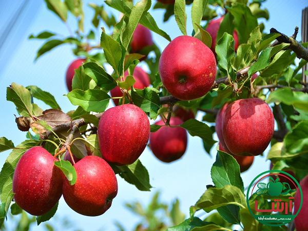 عمده فروشی سیب درختی صادراتی ممتاز