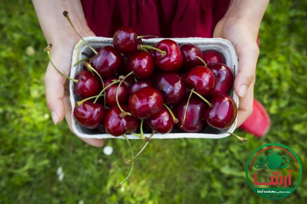 راهنمای جامع برای انتخاب گیلاس سیاه درباری باکیفیت