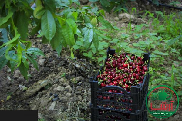 بازار فروش گیلاس سیاه کارتنی عمده